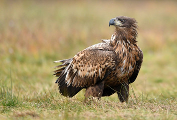 White tailed eagle (Haliaeetus albicilla)