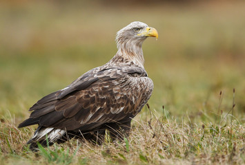 White tailed eagle (Haliaeetus albicilla)