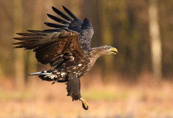 White tailed eagle (Haliaeetus albicilla)