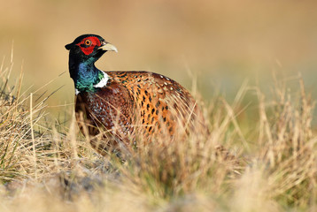 Ringneck Pheasant (Phasianus colchicus)