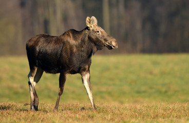 Elk / Moose (Alces alces)