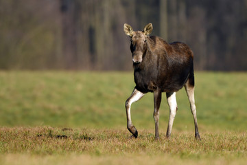 Elk / Moose (Alces alces)