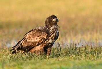 White tailed eagle (Haliaeetus albicilla)