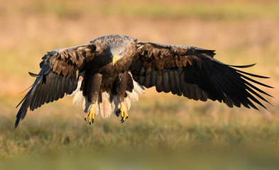 White tailed eagle (Haliaeetus albicilla)
