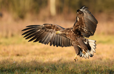 White tailed eagle (Haliaeetus albicilla)