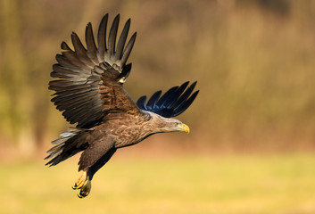 White tailed eagle (Haliaeetus albicilla)