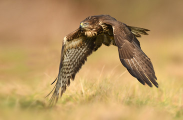 Common buzzard (Buteo buteo)