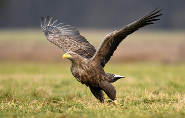 White tailed eagle (Haliaeetus albicilla)