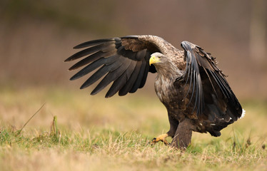White tailed eagle (Haliaeetus albicilla)