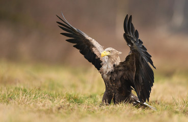 White tailed eagle (Haliaeetus albicilla)