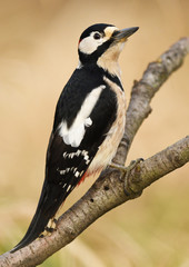 Great Spotted Woodpecker (Dendrocopos major)