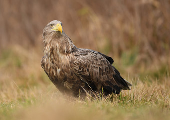 White tailed eagle (Haliaeetus albicilla)