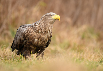 White tailed eagle (Haliaeetus albicilla)