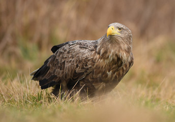 White tailed eagle (Haliaeetus albicilla)