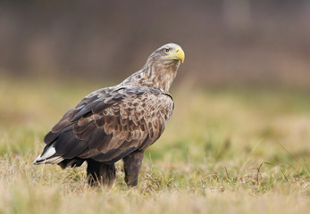White tailed eagle (Haliaeetus albicilla)