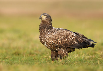 White tailed eagle (Haliaeetus albicilla)