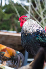Beautiful posing cock looking at camera. Chickens at petting zoo at country farm market.