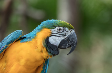vibrant macaw profile close up