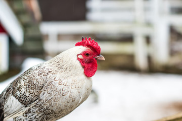 White rooster sitting on the fence. Petting zoo at country farm market.