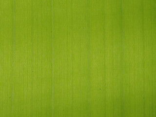 Fresh banana green leaf texture background with backlight