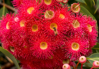 Red flowering gum blossoms of eucalyptus tree with honey bee collecting pollen