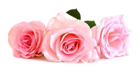 Fototapeta na wymiar Bunch of pink roses isolated on white