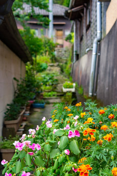 flowers in a traditional japanese street
