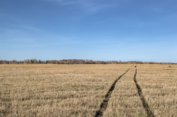 Obraz premium Autumn landscape yellow field with