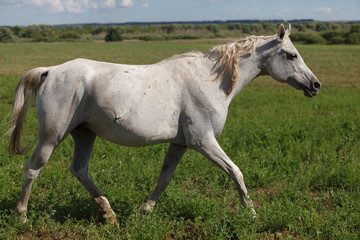 Obraz na płótnie Canvas Horses on a green field