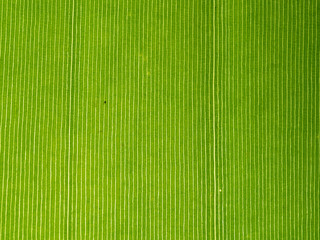 Fresh banana green leaf texture background with backlight