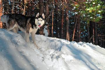 Siberian husky in the winter
