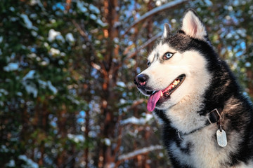 Portrait of siberian husky in