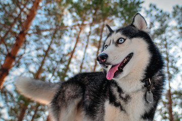 Siberian husky is walking in