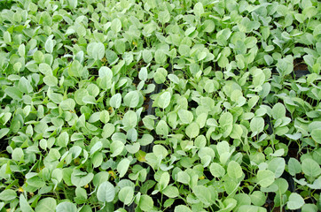 Young seedlings in tray. The vegetable tray in the farm.