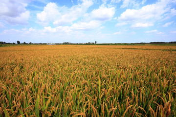 Rice paddies