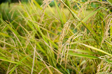 Close up of gloden rise field.