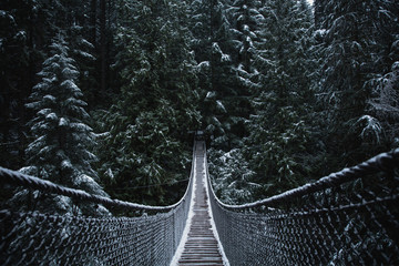 Suspension bridge in the forest. Evergreen. Vancouver nature. Winter snow. Pacific north west. Nature. Vancouver landscape. - obrazy, fototapety, plakaty