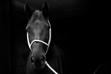 Portraits von Pferden