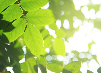 Fototapeta na wymiar Green leaf with sun