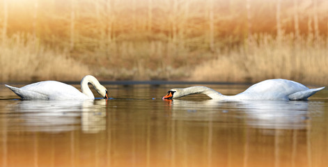 Two swans on the pond in forest.