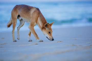 Fototapeta premium Dingo on the beach in Great Sandy National Park, Fraser Island Waddy Point, QLD, Australia