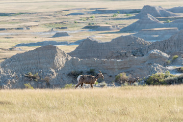 A Mountain Goat in its natural setting
