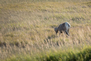 A Mountain Goat in its natural setting