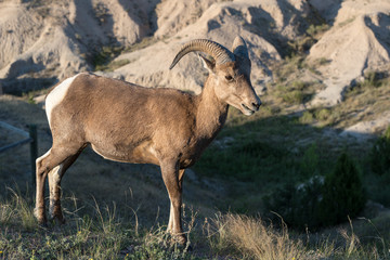 Naklejka na ściany i meble A Mountain Goat in its natural setting