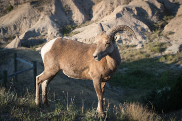 A Mountain Goat in its natural setting