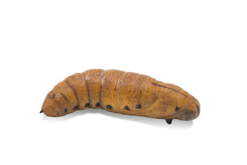 Moth Pupa in white background