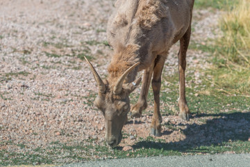 A Mountain Goat in its natural setting