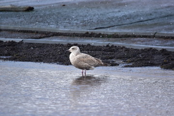 Naklejka premium 雪の漁港に立つカモメの幼鳥
