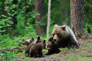 Fototapeta premium Brown bear with cubs. Bear family.