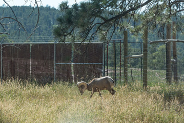 A Mountain Goat in its natural setting